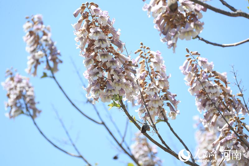 开封兰考：泡桐花开香满城