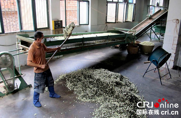 图片默认标题_fororder_茉莉茶企业产销两旺