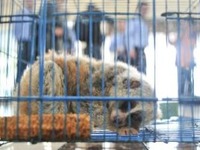 北京审议野生动物保护管理条例 强化禁止滥食、严管交易利用_fororder_smimg_5106ce5bddc04546873829201e3aa4ce