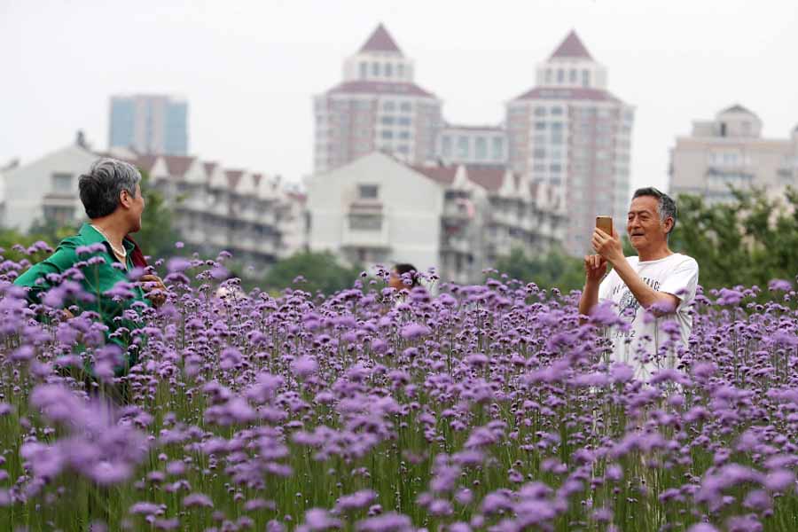 图片默认标题_fororder_20190513花海1