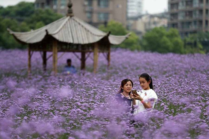 图片默认标题_fororder_20190513花海4