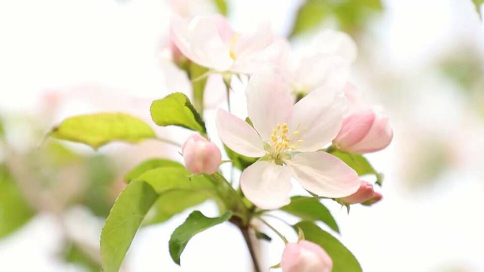 济南钢城正迎花开时 近千亩海棠花开映春光