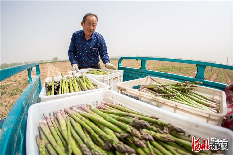 河北广宗：种植芦笋带动农民致富增收