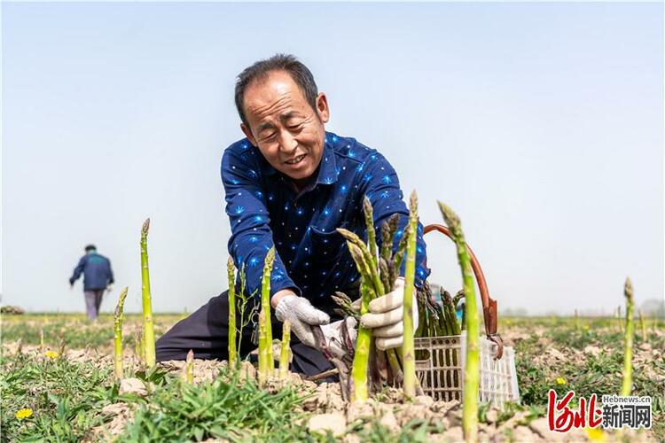 河北广宗：种植芦笋带动农民致富增收