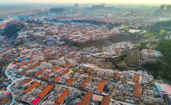 丹东东港大孤山第三届杏梅花旅游节开幕_fororder_图片3