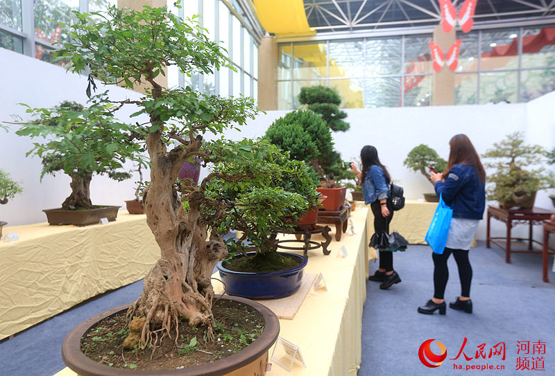 【鄢陵花博会 美丽花都小】河南鄢陵:别致盆景