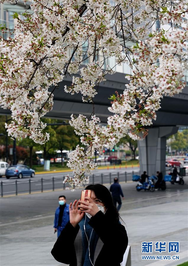 樱花绽放陆家嘴