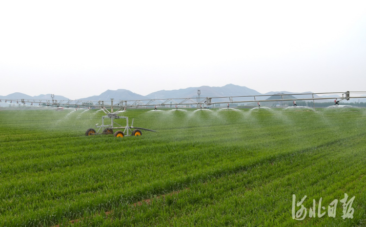河北丰润：高效节水灌溉助农增效