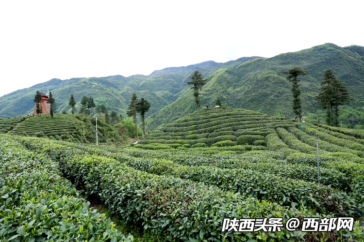 第二届陕西网上茶博会开幕 首推镇巴高山有机富硒茶