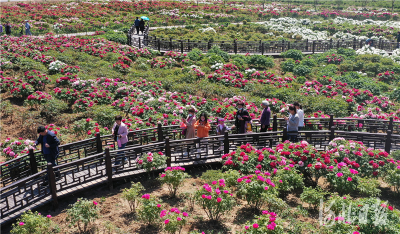 河北邯郸：“赏花经济”助力乡村振兴