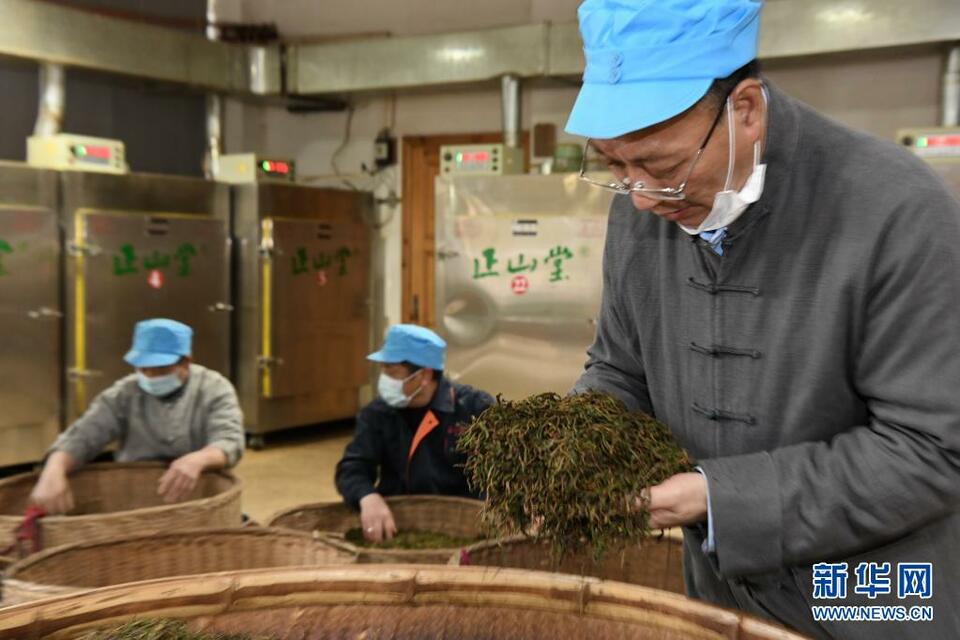 福建武夷山：红茶之乡采茶忙