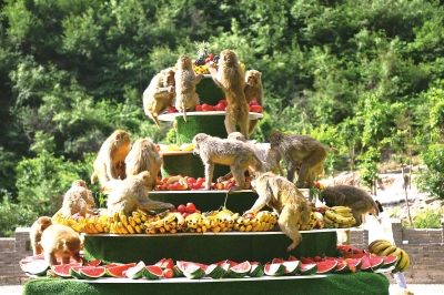 【旅游资讯-图片】“猕猴王国”的水果盛宴