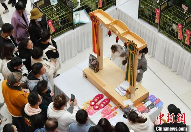 Pertandingan Kucing di Changchun_fororder_mao2.JPG