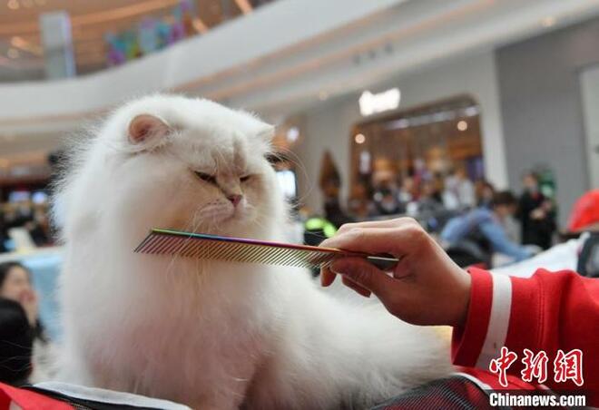 Pertandingan Kucing di Changchun_fororder_mao4.JPG