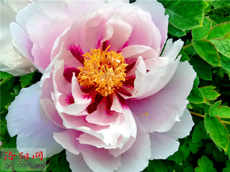 洛阳牡丹不仅“甲”天下 还逐步实现“遍”天下 洛阳牡丹不仅“甲”天下 还逐步实现“遍”天下