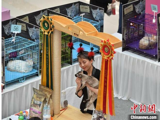 Pertandingan Kucing di Changchun_fororder_mao5.JPG