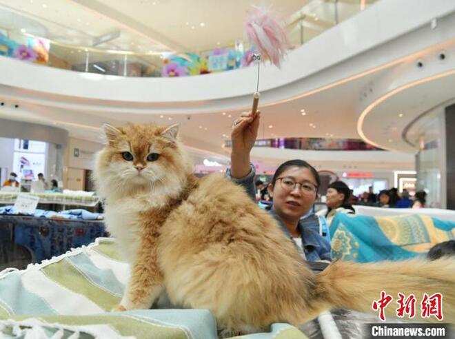 Pertandingan Kucing di Changchun_fororder_mao1.JPG