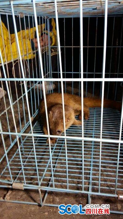 黄鼠狼进村民家偷鸡被擒 专家:保护动物不能杀
