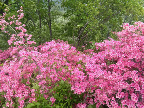 平顶山市鲁山县首届杜鹃花节将于4月18日开幕