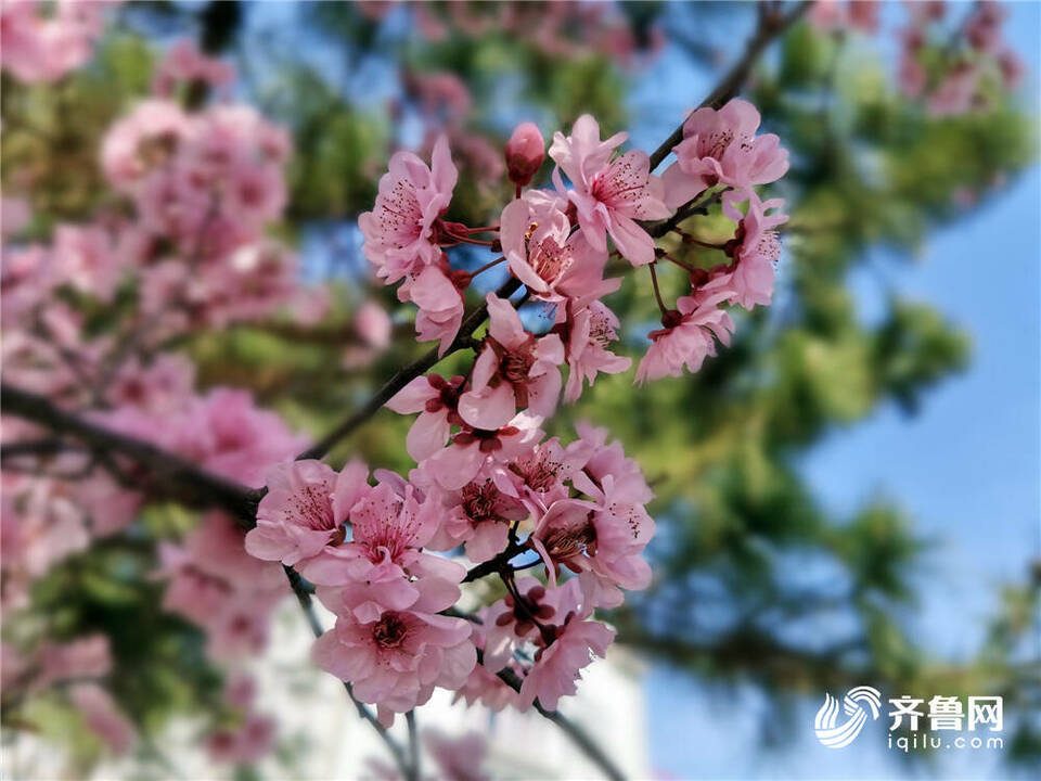 组图丨威海街头樱花烂漫 一组照片带你感受春日的美好