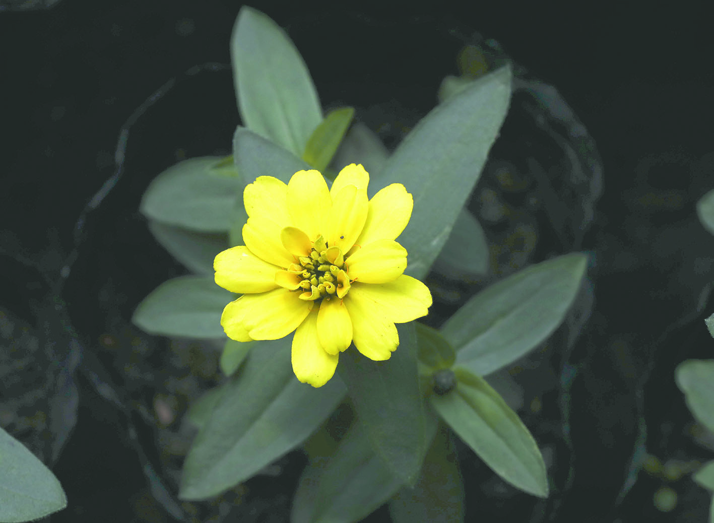 43个品种32万盆花草即将亮相长春街头