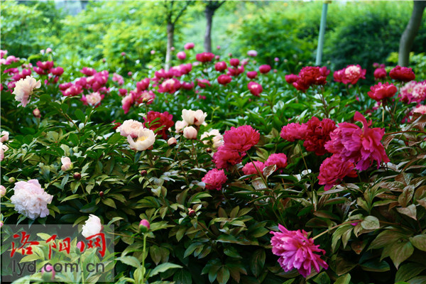 Wangcheng Park: Charming Beauty of Peonies and Herbaceous Peonies_fororder_图片5
