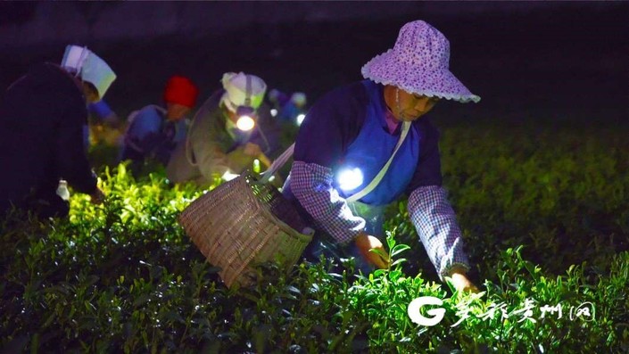 （中首）茶园里的“星空” 打着手电筒也要上山采茶