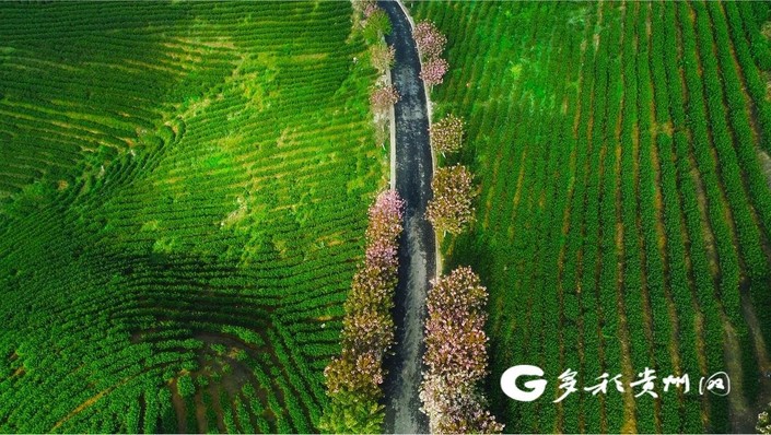 （中首）茶园里的“星空” 打着手电筒也要上山采茶