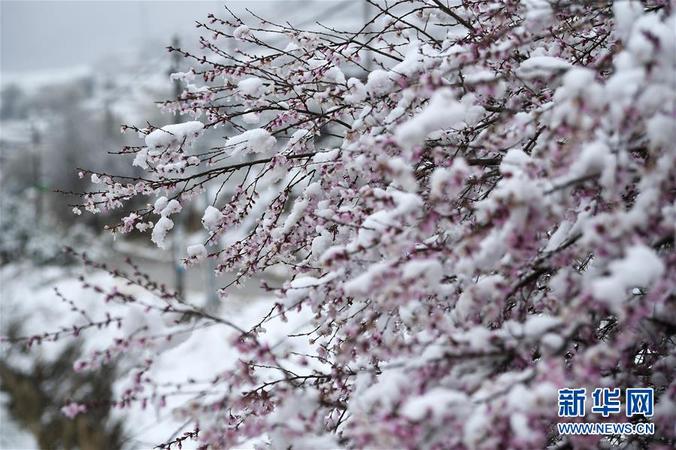 這是寧夏彭陽縣金雞坪梯田公園雪中的桃花（4月1日攝）。 4月1日，寧夏固原市彭陽縣普降瑞雪。梯田雪景，山花爛漫，美不勝收。據(jù)了解，第十六屆“梯田花海·魅力彭陽”網(wǎng)絡(luò)山花節(jié)將于4月3日在網(wǎng)上開幕，為期5天。 新華社記者 王鵬 攝