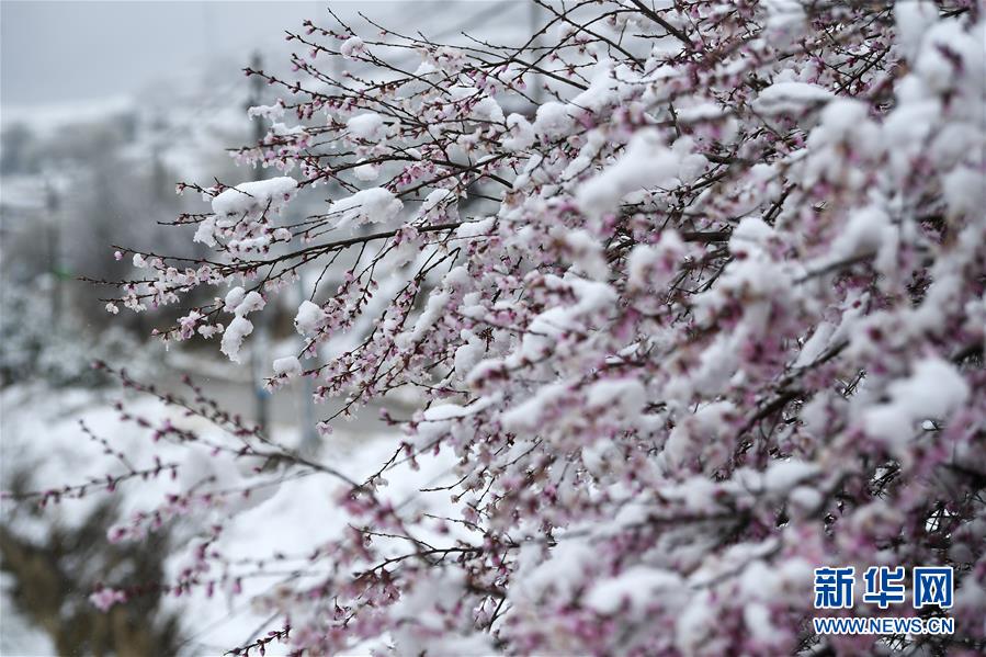 這是寧夏彭陽縣金雞坪梯田公園雪中的桃花（4月1日攝）。 4月1日，寧夏固原市彭陽縣普降瑞雪。梯田雪景，山花爛漫，美不勝收。據(jù)了解，第十六屆“梯田花海·魅力彭陽”網(wǎng)絡(luò)山花節(jié)將于4月3日在網(wǎng)上開幕，為期5天。 新華社記者 王鵬 攝