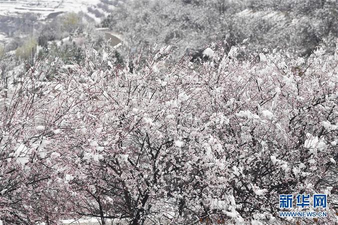 這是寧夏彭陽縣金雞坪梯田公園雪中的桃花（4月1日攝）。 4月1日，寧夏固原市彭陽縣普降瑞雪。梯田雪景，山花爛漫，美不勝收。據(jù)了解，第十六屆“梯田花海·魅力彭陽”網(wǎng)絡(luò)山花節(jié)將于4月3日在網(wǎng)上開幕，為期5天。 新華社記者 王鵬 攝