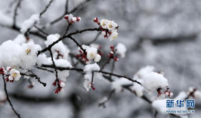 這是寧夏彭陽(yáng)縣金雞坪梯田公園雪中的杏花（4月1日攝）。 4月1日，寧夏固原市彭陽(yáng)縣普降瑞雪。梯田雪景，山花爛漫，美不勝收。據(jù)了解，第十六屆“梯田花海·魅力彭陽(yáng)”網(wǎng)絡(luò)山花節(jié)將于4月3日在網(wǎng)上開(kāi)幕，為期5天。 新華社記者 王鵬 攝