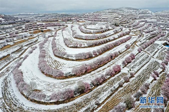 雪后的寧夏彭陽(yáng)縣金雞坪梯田公園（4月1日攝）。 4月1日，寧夏固原市彭陽(yáng)縣普降瑞雪。梯田雪景，山花爛漫，美不勝收。據(jù)了解，第十六屆“梯田花海·魅力彭陽(yáng)”網(wǎng)絡(luò)山花節(jié)將于4月3日在網(wǎng)上開(kāi)幕，為期5天。 新華社記者 王鵬 攝