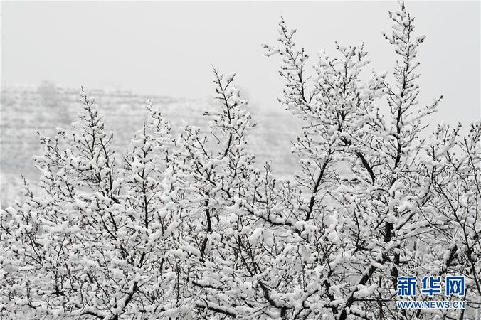 在寧夏彭陽縣金雞坪梯田公園，樹木枝頭掛滿積雪（4月1日攝）。 4月1日，寧夏固原市彭陽縣普降瑞雪。梯田雪景，山花爛漫，美不勝收。據(jù)了解，第十六屆“梯田花海·魅力彭陽”網(wǎng)絡(luò)山花節(jié)將于4月3日在網(wǎng)上開幕，為期5天。 新華社記者 王鵬 攝