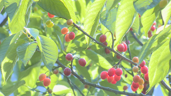 【OK】贵州省六盘水市六枝牂牁镇樱桃“抢鲜”上市