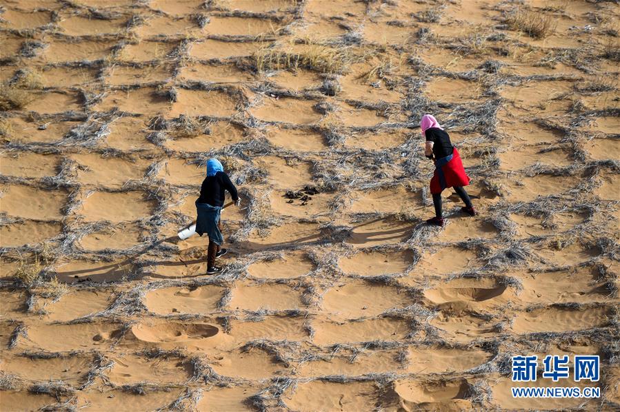 「新华网」腾格里沙漠治沙忙