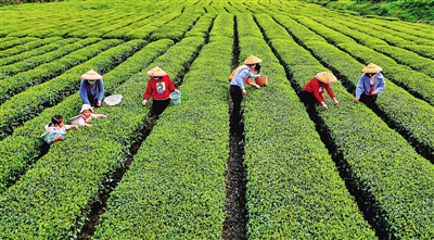 「光明网」湖北：好山好水出好茶 好茶热盼好销路