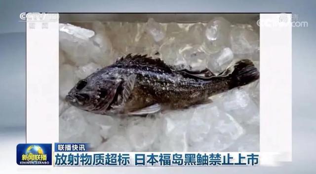 总台海峡时评丨连日本都禁止售核污染鱼，民进党当局还想搏命献媚？