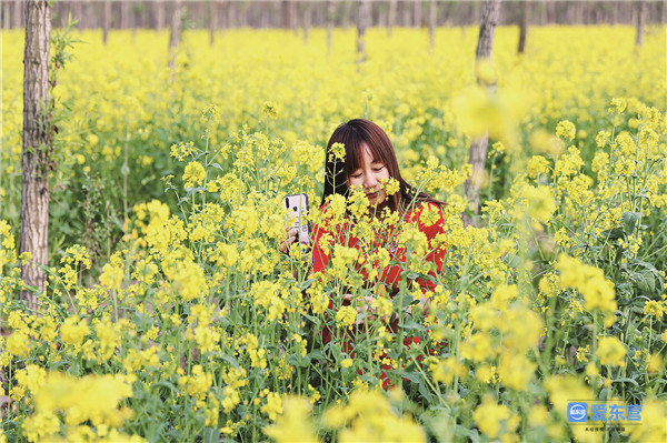 东营油菜花清新上线,带你秒进油画
