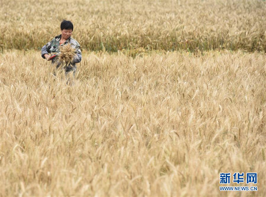 贵州大方：山区小麦获丰收