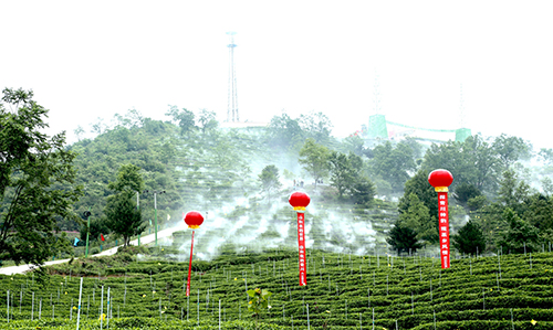 图片默认标题_fororder_七佛贡茶茶业基地--广元市委宣传部-供图