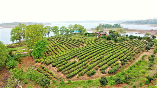 【湖北】荆门漳河新区：明前春茶香 茶场采茶忙