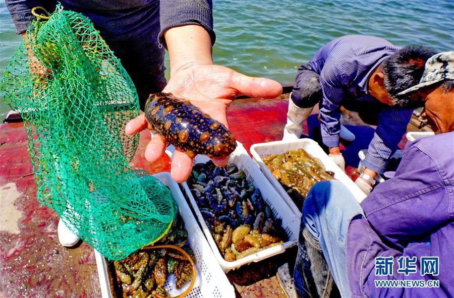河北唐山:海产养殖促增收 河北唐山:海产养殖促增收