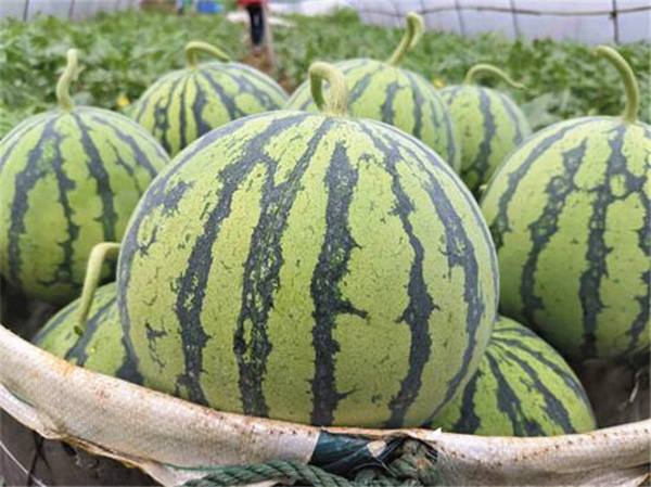 图片默认标题_fororder_西瓜大丰收