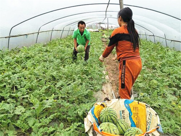 图片默认标题_fororder_瓜农采摘忙