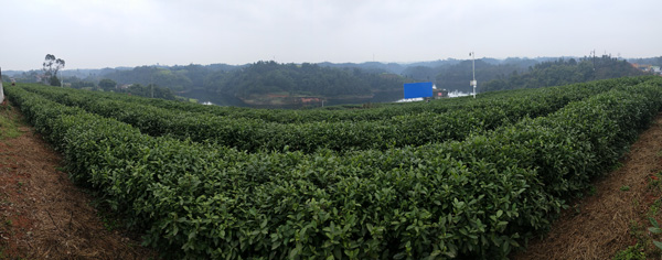 图片默认标题_fororder_川茶集团的茶山
