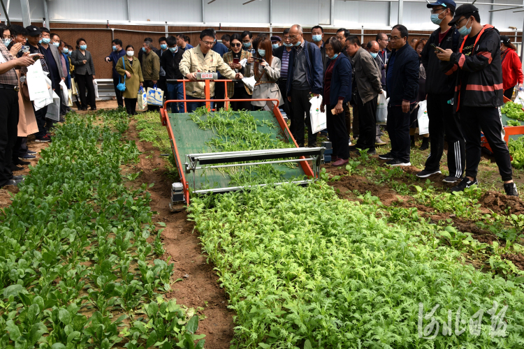 河北石家庄：蔬菜生产新装备集中亮相