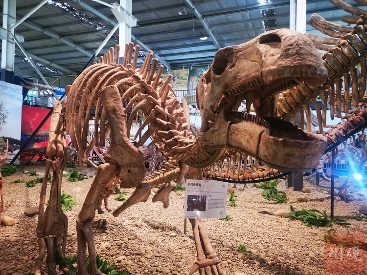 （转载）世界之最！崇州这家博物馆里藏着一条身长近40米的化石恐龙