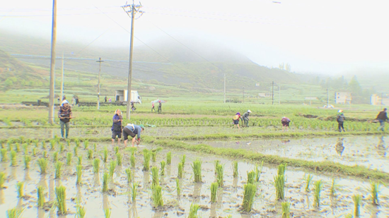 【OK】百亩茭白落地六盘水市六枝特区高山冷凉蔬菜种植基地