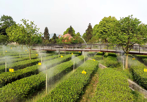 第四届国际(宜宾)茶业年会开幕式在宜宾三江新区举行_fororder_宜宾早白尖茶山一角-摄影-高学兵